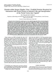 Domain within Herpes Simplex Virus 1 Scaffold ... - Journal of Virology