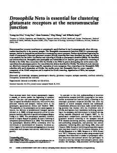 Drosophila Neto is essential for clustering glutamate receptors at the ...