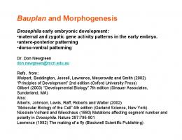 Drosophila Oogenesis