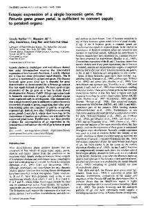 Ectopic expression of a single homeotic gene, the ... - Europe PMC