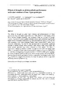 Effects of Drought on Photosynthetic Performance and