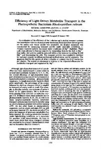 Efficiency of Light-Driven Metabolite Transport in the Photosynthetic