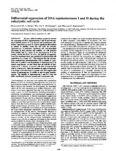 eukaryotic cell cycle - Europe PMC