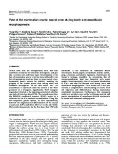 Fate of the mammalian cranial neural crest - CiteSeerX