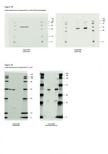 Figure 1B Figure 1E