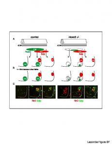 Figure S7 Hox6 ulnar backfills - PLOS