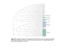 Figure S9: Cladogram of Nesprin-1 SRs assigned by ... - PLOS