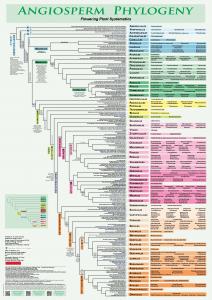 Flowering Plant Systematics