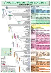 Flowering Plant Systematics