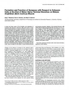 Formation and Function of Synapses with Respect ... - Semantic Scholar