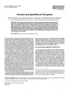 Function and specificity of Hox genes