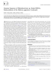 Genome Sequence of Blattabacterium sp. Strain BGIGA ...