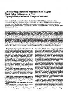 Glycerophosphocholine Metabolism in Higher Plant ... - Plant Physiology