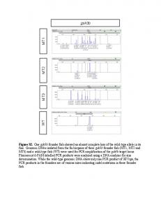 gsk3b MT 1 MT 2 MT 3 WT - PLOS