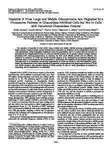 Hepatitis B Virus Large and Middle Glycoproteins ... - Journal of Virology