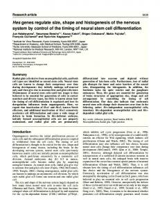 Hes genes regulate size, shape and histogenesis of ... - Development