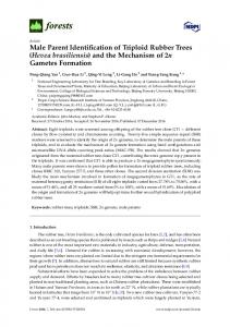 Hevea brasiliensis - MDPI