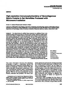 High-resolution Immunocytochemistry of ... - Semantic Scholar