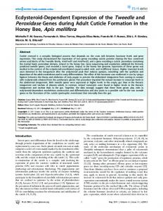 Honey Bee, Apis mellifera - ScienceOpen