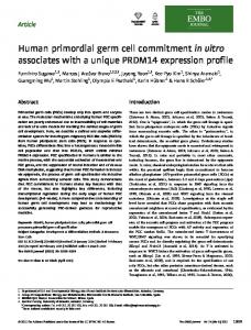 Human primordial germ cell commitment invitro ... - Semantic Scholar