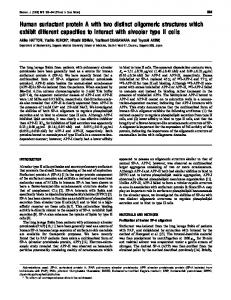 Human surfactant protein A with two distinct oligomeric ... - NCBI