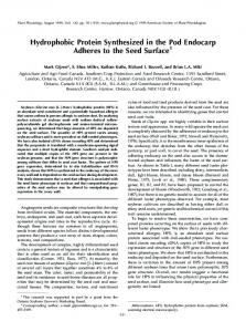 Hydrophobic Protein Synthesized in the Pod ... - Plant Physiology