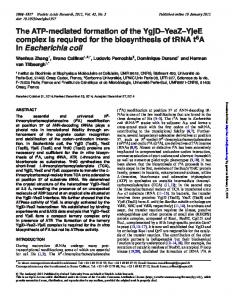 in Escherichia coli