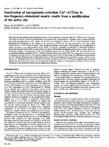 Inactivation of sarcoplasmic-reticulum Ca2+-ATPase in low-frequency ...