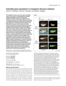 Inducible gene expression in transgenic Xenopus embryos - Cell Press