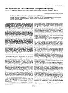 Insulin-stimulated GLUT4 Glucose Transporter Recycling