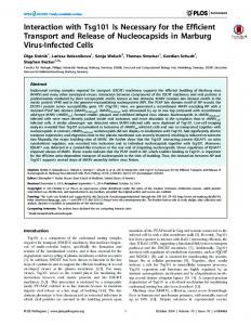 Interaction with Tsg101 Is Necessary for the Efficient Transport and ...