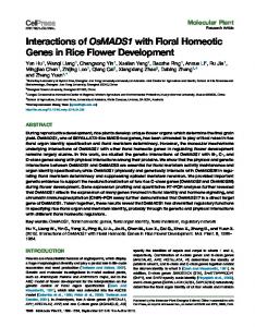 Interactions of OsMADS1 with Floral Homeotic Genes in ... - Cell Presshttps://www.researchgate.net/.../y-Interactions-of-OsMADS1-with-Floral-Homeotic-Gene...