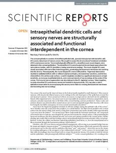 Intraepithelial dendritic cells and sensory nerves