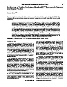 Involvement of Uridine-Nucleotide-Stimulated P2Y ... - IngentaConnect