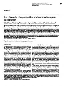Ion channels, phosphorylation and mammalian sperm capacitation