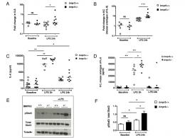 Iron & BMPR-2 : friend or foe?