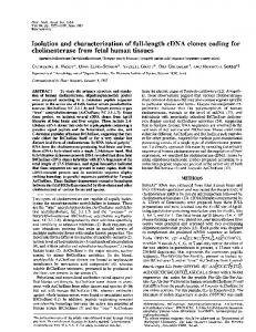 Isolation and characterization of full-length cDNA clones coding for ...