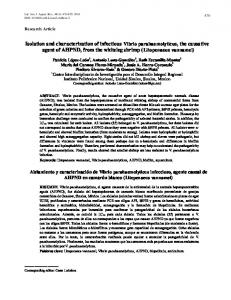 Isolation and characterization of infectious Vibrio parahaemolyticus ...