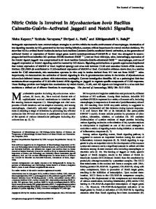 Jagged1 and Notch1 Signaling Activated - The Journal of Immunology