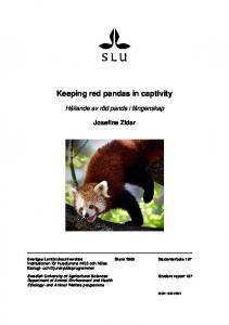 Keeping red pandas in captivity