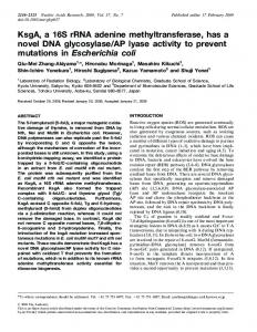 KsgA, a 16S rRNA adenine methyltransferase, has a novel DNA ...