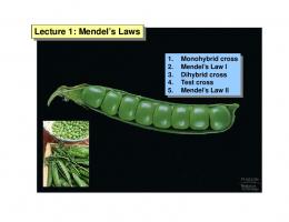 Lecture 1: Mendel's Laws