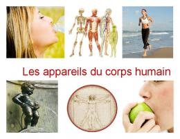 Les appareils du corps humain - Ecole-Victor-Brodeur