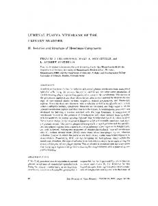 LUMENAL PLASMA MEMBRANE OF THE