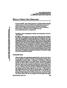 Macula Densa Cell Signaling