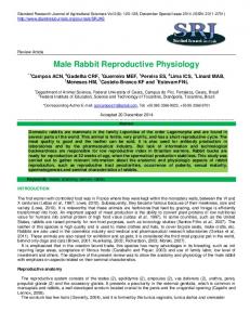 Male Rabbit Reproductive Physiology