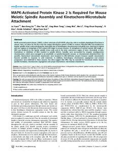 MAPK-Activated Protein Kinase 2 Is Required for Mouse ... - CiteSeerX