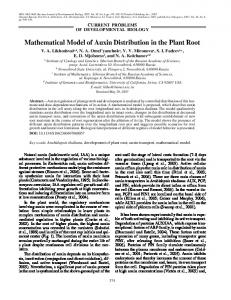 Mathematical Model of Auxin Distribution in the Plant Root