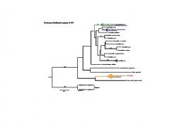 Maximum likelihood analysis of 12S - PLoS ONE