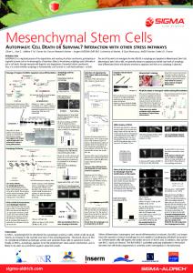 Mesenchymal Stem Cells